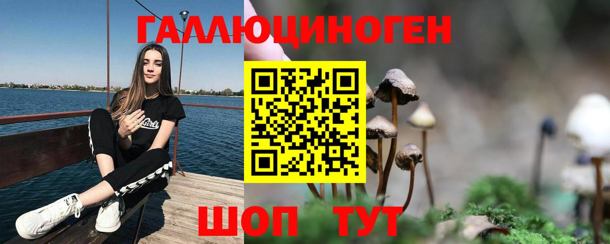 Псилоцибиновые грибы Psilocybe Лесосибирск